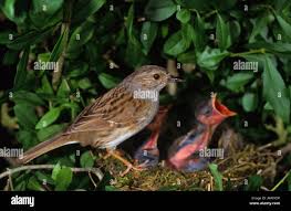 Attēlu rezultāti vaicājumam “Prunella modularis”