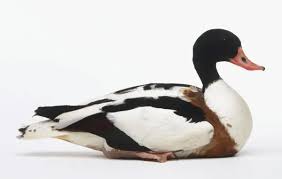 Attēlu rezultāti vaicājumam “Tadorna tadorna”