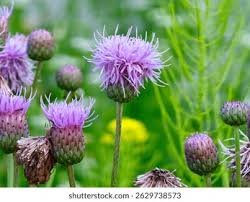 Attēlu rezultāti vaicājumam “Cirsium arvense flower”