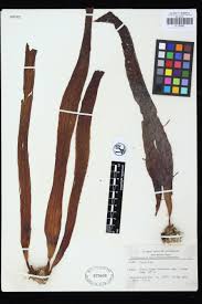 Attēlu rezultāti vaicājumam “Euura acutifoliae”