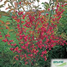 Attēlu rezultāti vaicājumam “Euonymus europaeus”