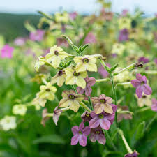 Image result for Nicotiana x sanderae