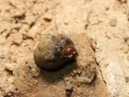 Attēlu rezultāti vaicājumam “Planorbidae”