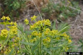 Attēlu rezultāti vaicājumam “Euphorbia virgata flower”