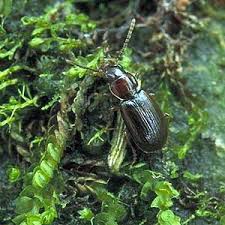 Attēlu rezultāti vaicājumam “Acupalpus flavicollis”