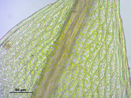 Attēlu rezultāti vaicājumam “Bryum pallescens”