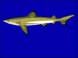 Image result for Carcharhinus melanopterus