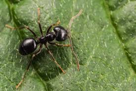 Attēlu rezultāti vaicājumam “Lasius fuliginosus”