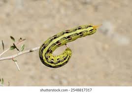 Attēlu rezultāti vaicājumam “Sphinx pinastri larva”