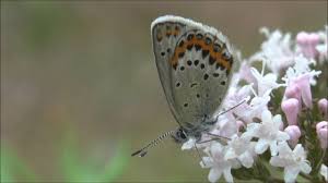 Attēlu rezultāti vaicājumam “Plebejus idas underside”