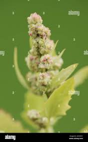 Attēlu rezultāti vaicājumam “Chenopodium rubrum”