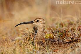 Attēlu rezultāti vaicājumam “Numenius phaeopus adult”