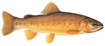Image result for Oncorhynchus