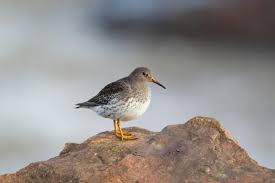 Attēlu rezultāti vaicājumam “Calidris maritima adult”