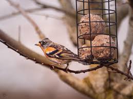 Attēlu rezultāti vaicājumam “Fringilla montifringilla”