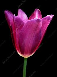 Attēlu rezultāti vaicājumam “Tulipa gesneriana flower”