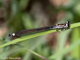 Attēlu rezultāti vaicājumam “Coenagrion armatum”