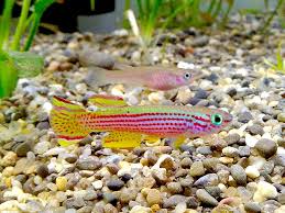 Image result for Aphyosemion