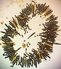 Attēlu rezultāti vaicājumam “Octospora splachnophila spores”