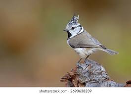 Attēlu rezultāti vaicājumam “Lophophanes cristatus adult”