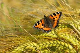 Image result for Small Tortoiseshell