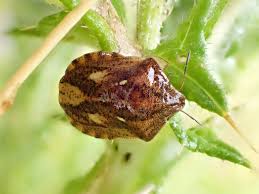 Attēlu rezultāti vaicājumam “Eurygaster testudinaria nymph”