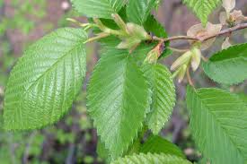 Attēlu rezultāti vaicājumam “Ulmus laevis leaf”