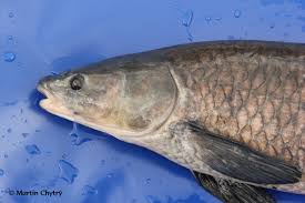 Image result for Mylopharyngodon piceus