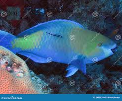 Image result for Scarus ferrugineus