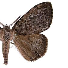 Attēlu rezultāti vaicājumam “Lymantriidae”