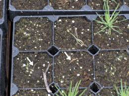 Attēlu rezultāti vaicājumam “Melampsoridium sp.”