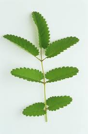 Attēlu rezultāti vaicājumam “Sanguisorba officinalis leaf”