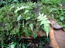 Attēlu rezultāti vaicājumam “Calypogeia fissa”