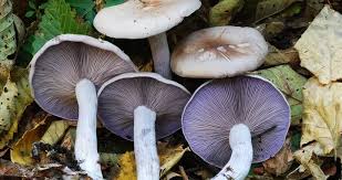 Attēlu rezultāti vaicājumam “Lepista nuda”