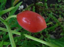 Attēlu rezultāti vaicājumam “Podophyllum hexandrum fruit”