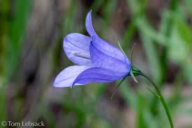 Attēlu rezultāti vaicājumam “Campanula rotundifolia”