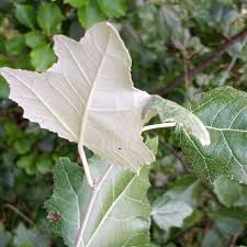 Attēlu rezultāti vaicājumam “Populus alba Nivea”