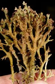 Attēlu rezultāti vaicājumam “Cladonia phyllophora”