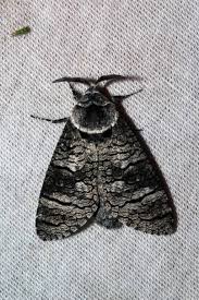 Attēlu rezultāti vaicājumam “Lamellocossus terebra”