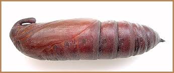 Attēlu rezultāti vaicājumam “Sphinx ligustri larva”