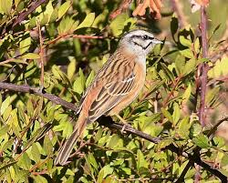 Image result for Emberiza cia