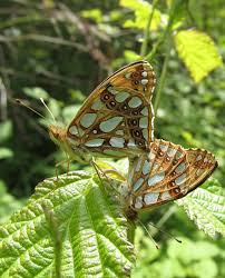 Attēlu rezultāti vaicājumam “Issoria lathonia”