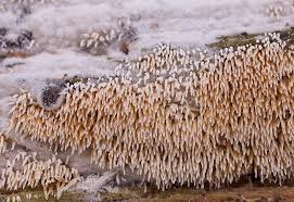 Attēlu rezultāti vaicājumam “Mucronella calva”