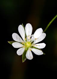 Attēlu rezultāti vaicājumam “Stellaria graminea flower”