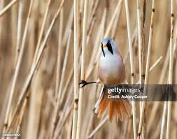 Attēlu rezultāti vaicājumam “Panurus biarmicus male”