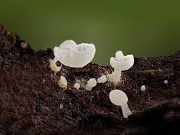 Attēlu rezultāti vaicājumam “Lycogala cf. oleocrystalliferum macro”