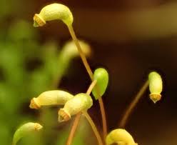 Attēlu rezultāti vaicājumam “Amblystegium serpens macro”