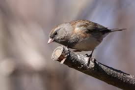 Image result for Junco hyemalis
