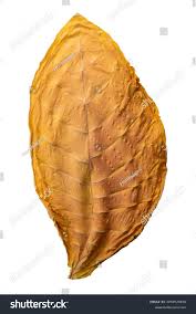 Attēlu rezultāti vaicājumam “Nicotiana tabacum leaf”