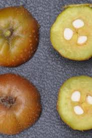 Attēlu rezultāti vaicājumam “Sorbus intermedia fruit”